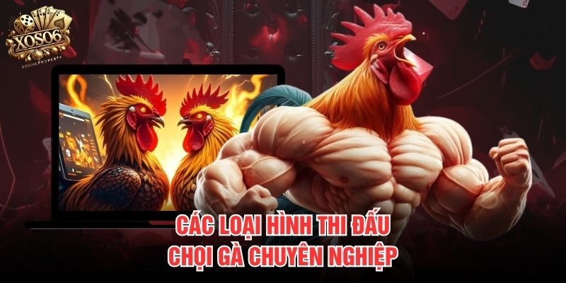 Các loại hình thi đấu chọi gà chuyên nghiệp