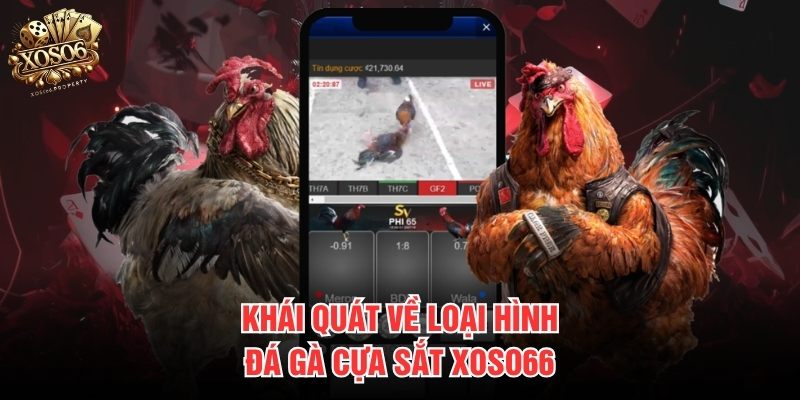 Khái quát về loại hình đá gà cựa sắt Xoso66