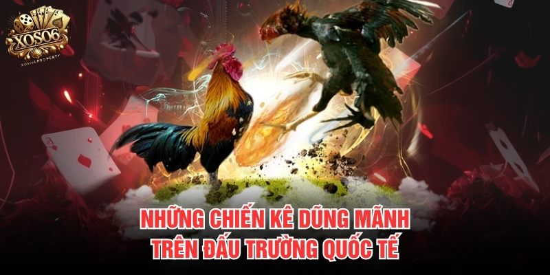 Những chiến kê đẳng cấp dũng mãnh chuẩn quốc tế