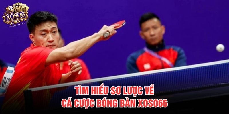 Tìm hiểu sơ lược về cá cược bóng bàn Xoso66