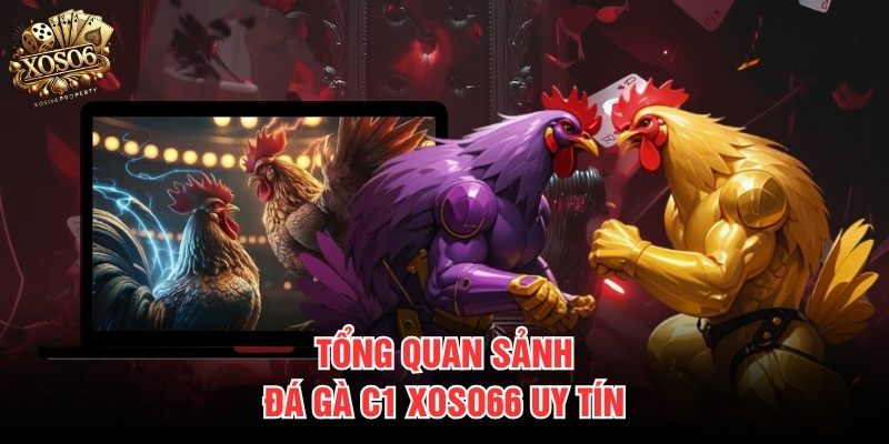 Tổng quan sảnh đá gà C1 Xoso66 uy tín